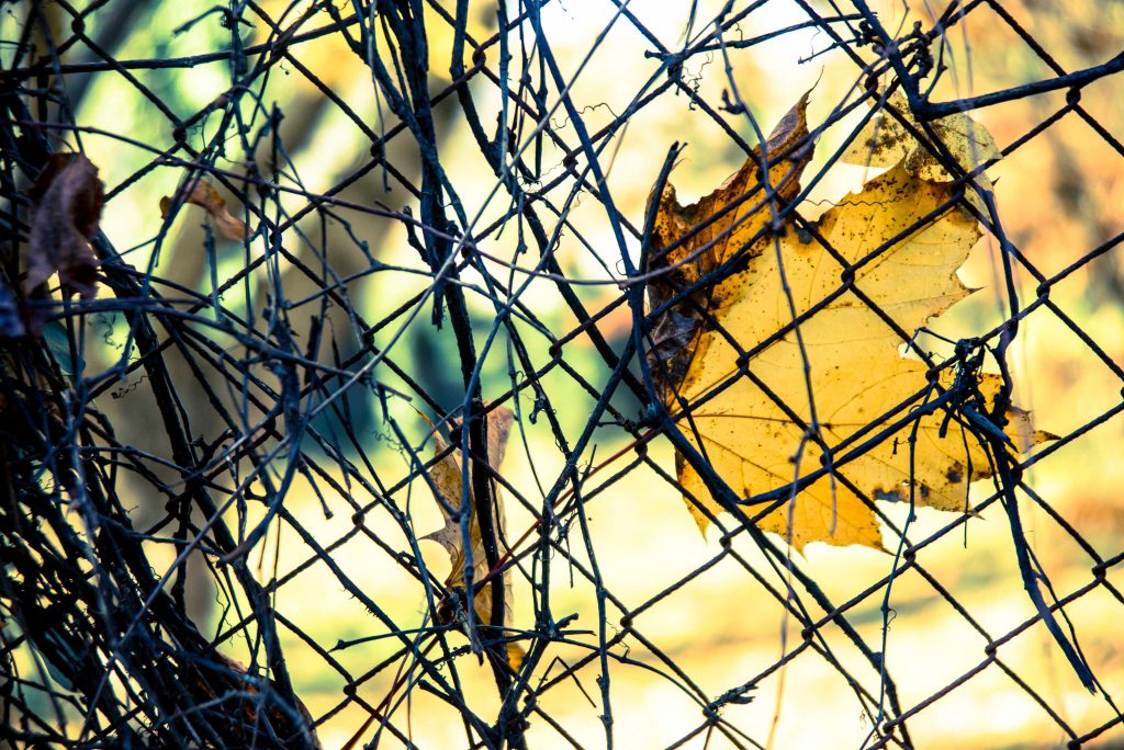 A yellow leave through a wire fence.